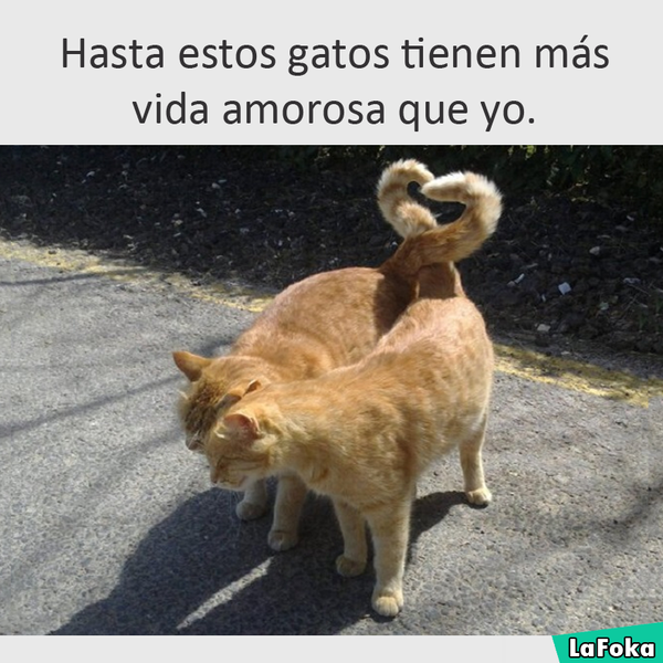 //photo.missmoda.es/es/1/231/moy/184474.jpg
