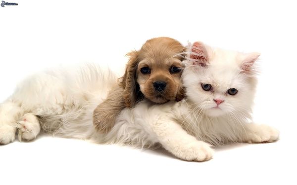 puppy and kitty